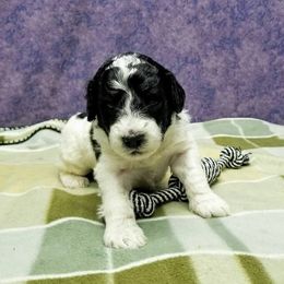 Poodle Puppies from Ramzees Poodles