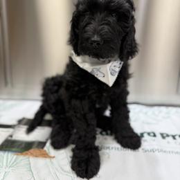 Comet - Black male Goldendoodle puppy in Howard City, Michigan from Doodles and Chaos