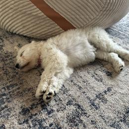Golden Retriever Puppies from Evergreen Snow Doodles