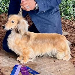 Hank - Dachshund