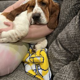 Sarge - Basset Hound