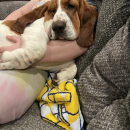 Sarge - Basset Hound