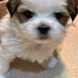 Kaycee - Tricolor male Shih Tzu puppy in Middleboro, Massachusetts from Highland Farm