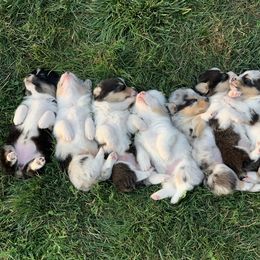American Corgi and Pembroke Welsh Corgi Puppies from Kati Burns