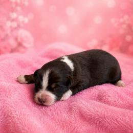 Brandy - Red tri-color female Australian Shepherd puppy in Howardsville, Virginia from Spectacular Aussies and Cavaliers
