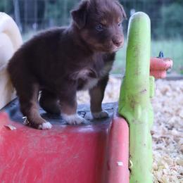 Australian Shepherd Puppies from Covenant View Farm Australian Shepherds