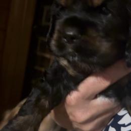 Teddy - Black white and tan male Cocker Spaniel puppy in Justin, Texas from Flud Farm Cocker Spaniels