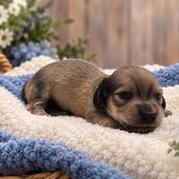 Julian - Cream male Dachshund puppy in Greenfield, Ohio from Buck Run Creek Dachshunds
