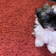 Shichon and Shih Tzu Puppies from Angie’s Teddy Bear Puppies Minnesota