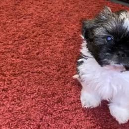 Shichon and Shih Tzu Puppies from Angie’s Teddy Bear Puppies Minnesota