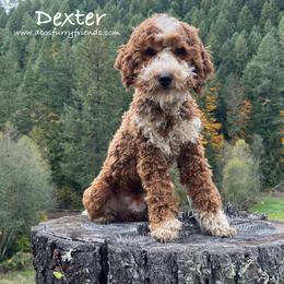 Dex - Goldendoodle