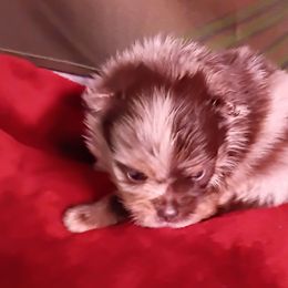 Cherokee pup 3 - Chocolate merle male Pomeranian puppy in Carrollton, Georgia from B AND R'S POMERANIAN'S