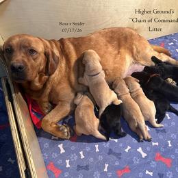 Sergeant Pink - Yellow female Labrador Retriever puppy in Eaton Rapids, Michigan from Higher Ground Labradors