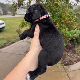 Girl 2 - Black female Cane Corso puppy in Dunn, North Carolina from Carter’s Corso