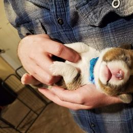 German Shepherd and Pembroke Welsh Corgi Puppies from J&R Shepherds & Corgis