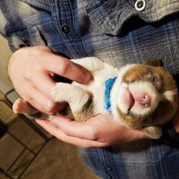 German Shepherd and Pembroke Welsh Corgi Puppies from J&R Shepherds & Corgis