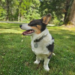 Baloo - American Corgi
