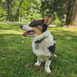 Baloo - American Corgi