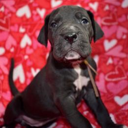 Penelope - Black and white female Great Dane puppy in Chapmansboro, Tennessee from Balthrop Bend Farms