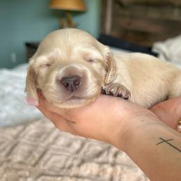 Belle - Cream female Dachshund puppy in Coeymans Hollow, New York from Dachshunds of the Hollow