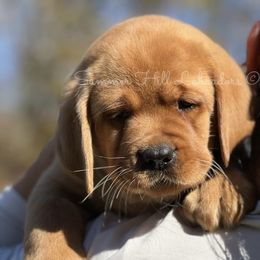 Boy 1 - Labrador Retriever puppy from Summer Hill Labrador