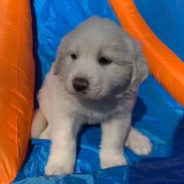 Great Pyrenees from Raven’s Haven Farm