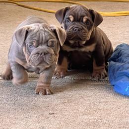 Bulldog and Olde English Bulldogge Puppies from Little Bit of Heaven Kennel
