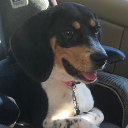 Beagles from Bluster Kennels