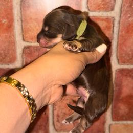 Chocolate-cream boy - Chocolate and cream male Dachshund puppy in North Auburn, California from Northern Doxie