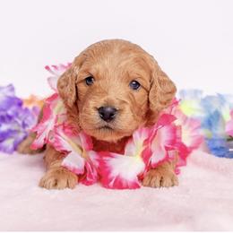 Goldendoodle Puppies from Ohana Doodles