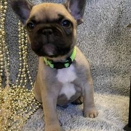 French Bulldogs from Kiru Kennels