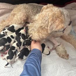 Wire Fox Terrier Puppies from A day in the life of a wire fox terrier