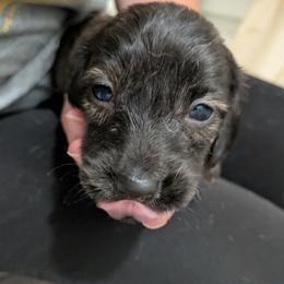 4 cream brindle - Brindle male Dachshund puppy in Central Point, Oregon from MRS Long Dog Ranch