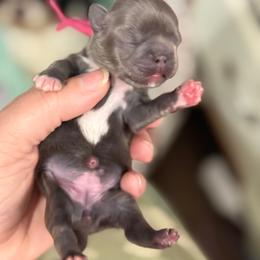 Girl 1 - hot pink collar - Blue female Shih Tzu puppy in Berkeley Springs, West Virginia from Sandridge Shih Tzus