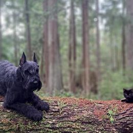 Giant Schnauzers from Preston Schnauzers