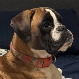 Cayenne - Boxer