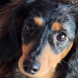 Dixie - Dachshund