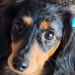 Dixie - Dachshund