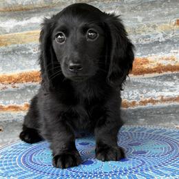 Luna - Black female Dachshund puppy in Muldrow, Oklahoma from Sassy Sausage Dogs