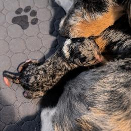 Aussiedoodle puppies from Haas Pawz