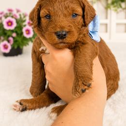 Faith - Red  female Goldendoodle puppy in Atlanta, Georgia from Teddy Puppies