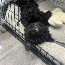 Chinese Shar-Pei and Pumi Puppies from Nixie Kennels