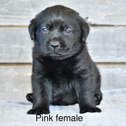 Pink female - Black female Labrador Retriever puppy in Mississippi from Sure Shot English Labs