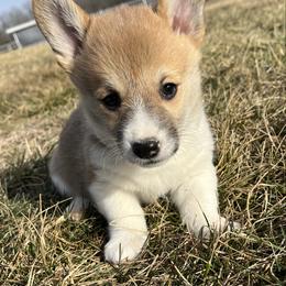Angel - Red female Pembroke Welsh Corgi puppy in Rolla, Missouri from Chapman Corgis