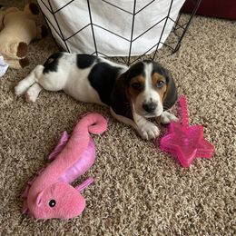 Basset Hound All Grown Up from Farm Town Hounds
