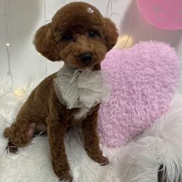 Cherry - Red  female Poodle puppy in Chandler, Arizona from Fabi Poodle