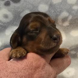 Blush - Red female Dachshund puppy in Tonopah, Arizona from Desert Diamond Dachshunds