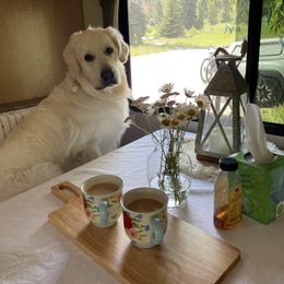 Golden Retriever All Grown Up from Jumbo’s Goldens