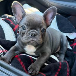 Blue girl - Blue female French Bulldog puppy in Pennsylvania from R & C French Bulldogs