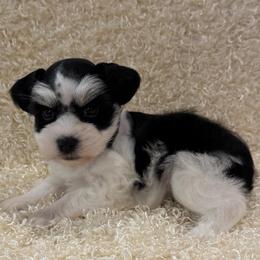 Evie - Black and silver female Miniature Schnauzer puppy in San Augustine, Texas from My Little Schnauzer Pals
